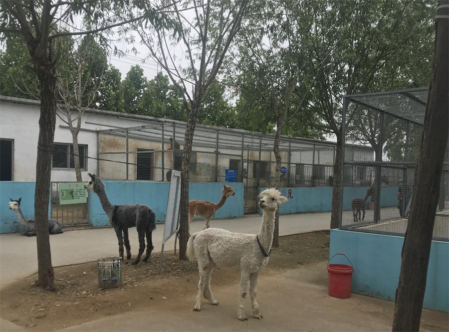天鵝湖風(fēng)景區(qū)（泰山）速覽！(圖4)