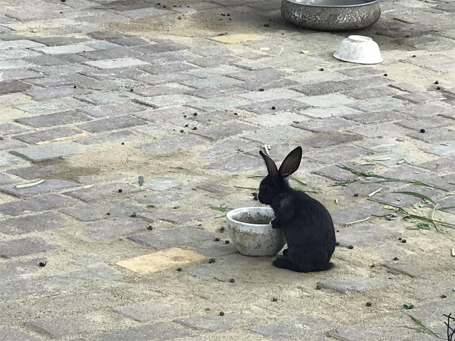 天鵝湖風(fēng)景區(qū)（泰山）速覽！(圖7)