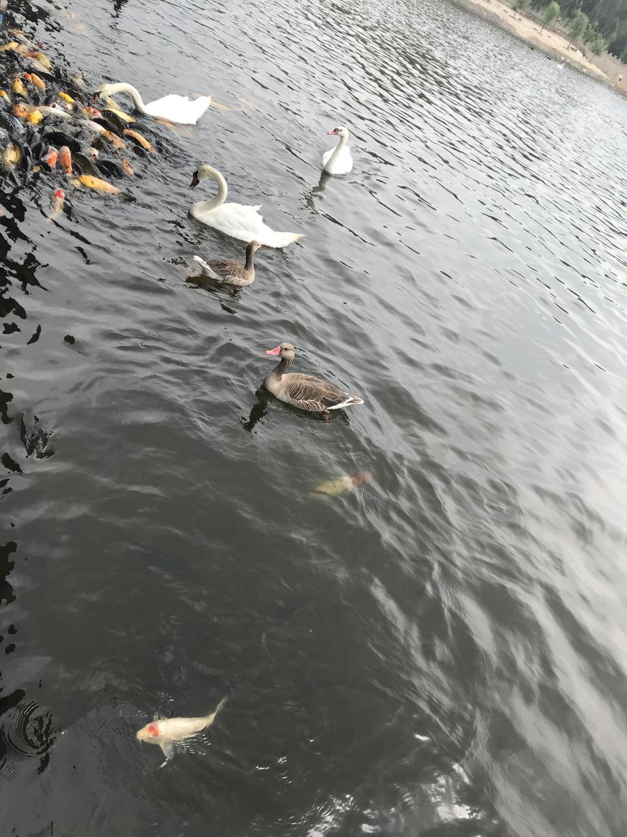 天鵝湖風(fēng)景區(qū)（泰山）速覽！(圖17)