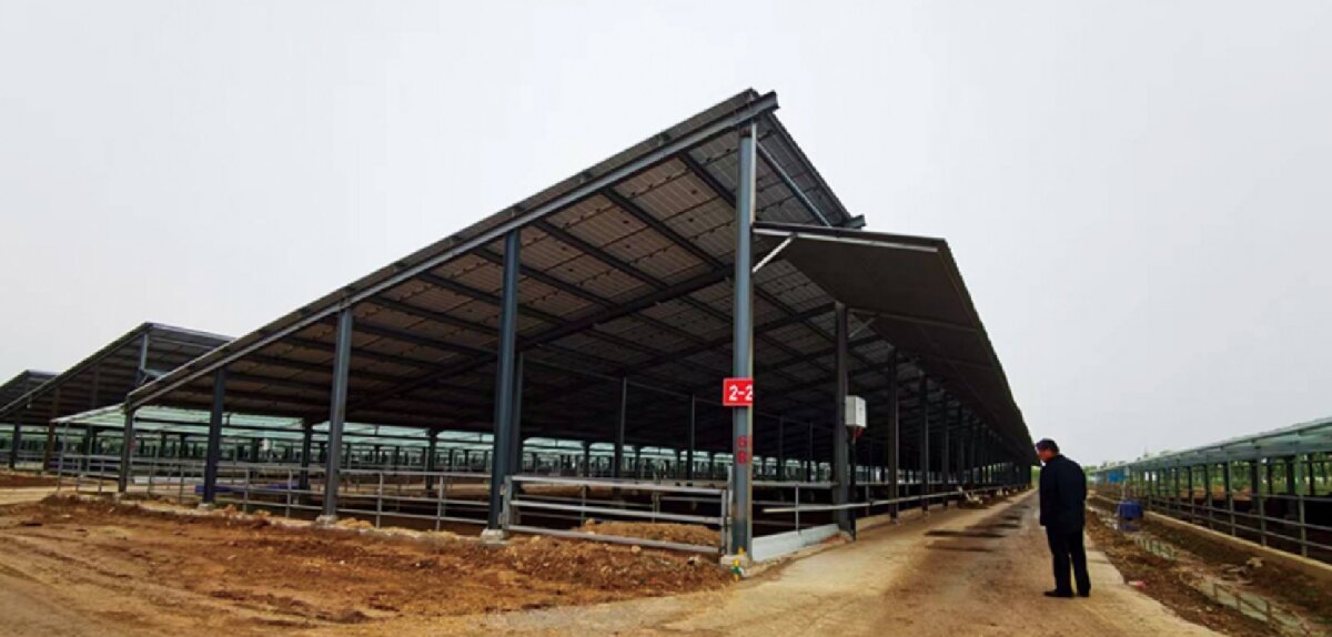 信橋鋼構(gòu)：打卡蒙陰農(nóng)業(yè)溫室大棚、青州黑牛養(yǎng)殖基地！(圖5)